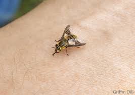 1 to move through the air with or as if with outstretched wings. 9 Ways To Repel Deer Flies And Horse Flies