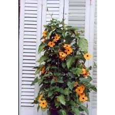 Image result for Thunbergia stelligera