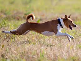 Er ist äußerst reinlich, hat kaum eigengeruch und besitzt ein fremden gegenü. Basenji Was Bei Der Haltung Beachtet Werden Muss
