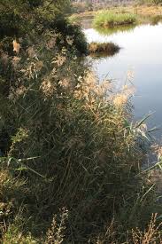 Image result for Phragmites mauritianus
