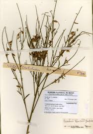 Image result for Crotalaria cylindrocarpa