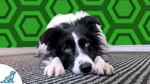 Crate rest is super important for dogs recovering from injury or illness. Activities For Dogs On Crate Rest Professional Dog Training Tips Youtube