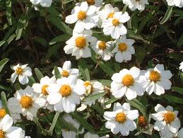 Image result for Zinnia angustifolia