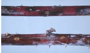 Image result for Raspberry spur blight