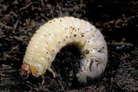 What Is A Grub Lawn Pests Fishing Bait Fishtfight Grub Worms Lawn Pests Garden Pests