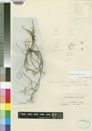 Image result for Microcoelia exilis