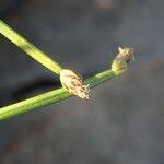 Image result for Eleocharis minuta