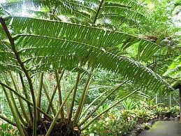 Image result for Pteris commutata