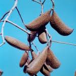 Image result for Diplorhynchus