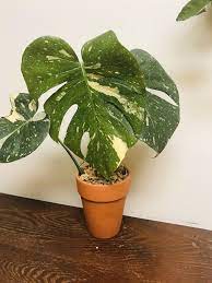 Pin On For Sale On Www Etsy Com Shop Danisfineartsplants