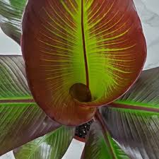 Image result for Ensete ventricosum