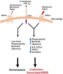 When you follow patricio torres, you'll get access to exclusive messages from the artist and comments from fans. Frontiers The Role Of Trpv4 In Regulating Innate Immune Cell Function In Lung Inflammation Immunology