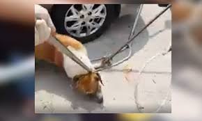 Tarikh tutup permohonan pada 17 mei 2021. Malaysiakini Mpsj Stray Dog Clip Council Urged To Apologise For Allegedly Assaulting Man