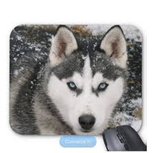 siberian husky puppy dog in snow mousepad zazzle com in 2021 siberian husky dog husky with blue eyes dangerous dogs