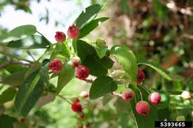 See full list on thespruce.com Serviceberry Home Garden Information Center