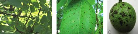 Image result for Walnut blight