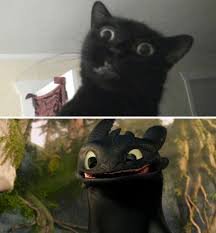 Schillinger cat does not know if he is still alive inside. 37 Black Cats That Are Actually Toothless In Disguise Bored Panda