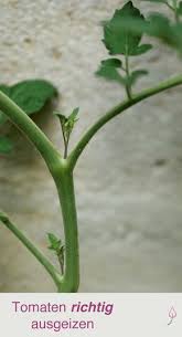 Tomaten Richtig Ausgeizen Wie Wann Und Wie Oft Tomaten Garten Tomaten Pflanzen Tomaten