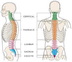 This resource is just getting off the ground. Anatomy Of The Spine Wessex Spinal Surgeon