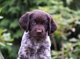 Image result for Malý münsterlandský ohař