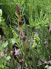 Image result for Equisetaceae