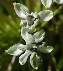 Image result for Schizocarphus nervosus