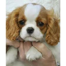 Genial Der Grund Warum Jeder Liebe Winzig Fluffy Hund Meowlogy Com Wenn Sie A Hund Bekannt Werde Sevimli Kopek Yavrulari Spanyel Yavru Kopek