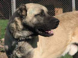 galerie hunde herdenschutzhunde hutehunde