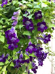 Image result for Gynura scandens