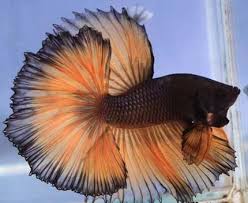 Betta Wikipedia The Free Encyclopedia Betta Fish Betta Siamese Fighting Fish