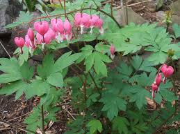 Feb 15, 2021 · bleeding heart flower meaning. Pin On Plant Study