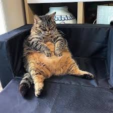 23 Cats Who Stole Our Hearts And Our Seats Cat Sitting Cats Cats And Kittens