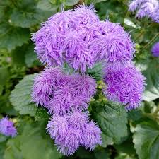 Image result for Ageratum houstonianum
