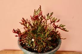 Image result for Selaginella perpusilla