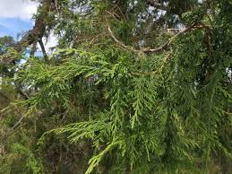 Image result for Juniperus procera