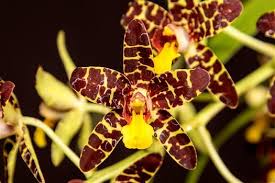 Image result for Ansellia