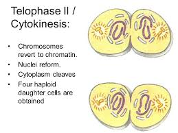We did not find results for: Mendelian Classical Genetics Progress And Growth