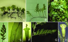 Image result for Crepidomanes