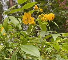 Image result for Senna septemtrionalis