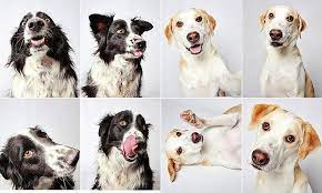 Strike A Paws Animal Shelter Bids To Find New Homes Animal Shelter Amazing Dog Stories Animals