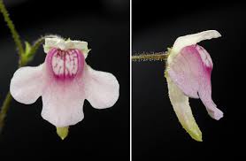 Image result for Genlisea africana