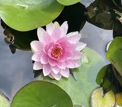 Image result for Nymphaea