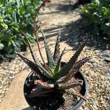 Image result for Aloe canis