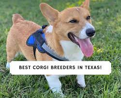 Golden retriever puppies contact (334) 357 6330 if you can give this puppy a loving and caring home please contact me now. 5 Best Corgi Breeders In Texas 2021 We Love Doodles
