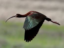 Small Bird With Long Legs And Long Beak Pin By Michelle Draws Art On Birds Ibis Nature Animals Birds