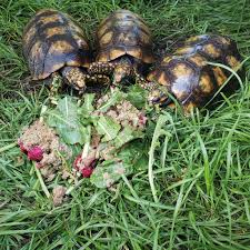 # atc # wiseworx +7. Arizona Tortoise Compound Home Facebook