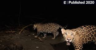 My teacher is a jaguar now. Where Jaguars Are Killed New Common Factor Emerges Chinese Investment The New York Times