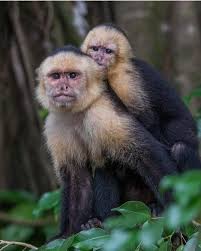 Capuchin monkey behavior and temperament. Baby White Tufted Monkey Peepsburgh