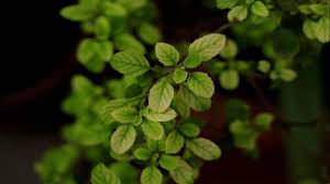 रोजाना खाएं तुलसी के 4 पत्ते, इन स्वास्थ्य समस्याओं से मिलेगा आराम | Tulsi  Benefits Amazing benefits of eating 4 basil leaves daily