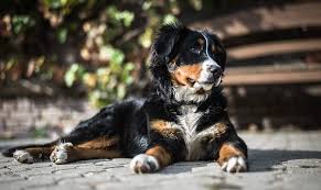 Relentless ranch is a bernese mountain dog breeder and family based out of the california bay area and here is a video of our latest puppies running around. Bernese Mountain Dog Price How Much Is This Large Lovable Pup